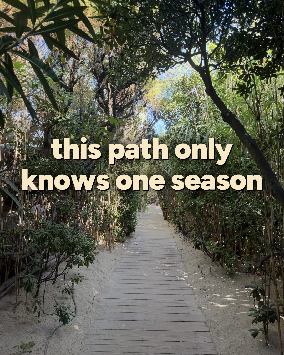 Sandy boardwalk path lined with greenery